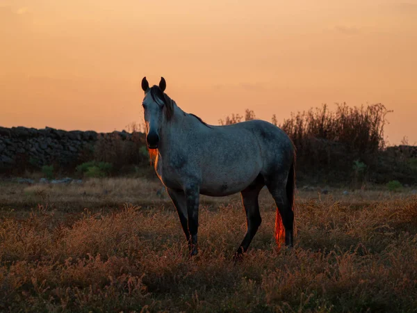 Hästen Den Solnedgången Bete Den Spanska Dehesa — Stockfoto