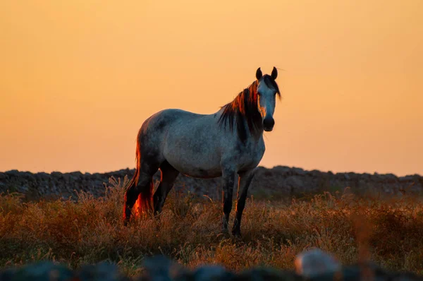 Hästen Den Solnedgången Bete Den Spanska Dehesa — Stockfoto