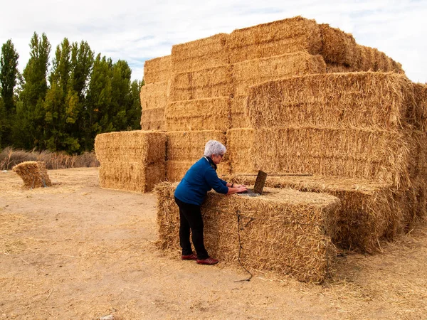 An entrepreneur senior woman working outdoor on a farm with a laptop over a hay bale