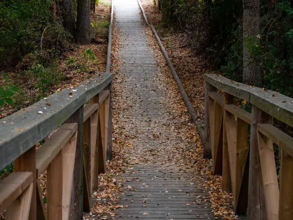 Path Wooden Handrails Forest Autumn — Stock Photo, Image