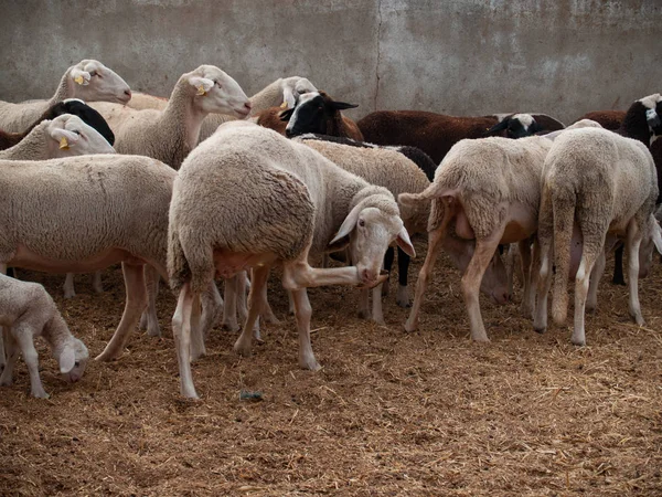 Ένα Κοπάδι Πρόβατα Αμνών Και Κριών Για Ένα Αγρόκτημα Σίτιση — Φωτογραφία Αρχείου