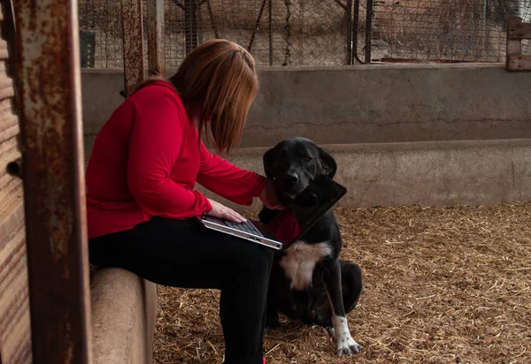 An entrepreneur young woman working outdoor on a farm with a laptop stroking a mastiff dog