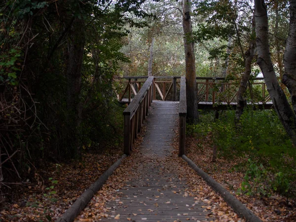 Wooden Footpath Forest Autumn — Stock Photo, Image