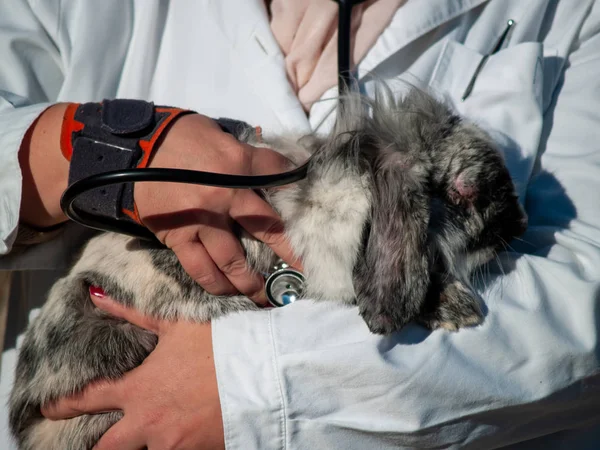 Una Veterinaria Rurale Che Effettua Controllo Medico Coniglio Campagna — Foto Stock