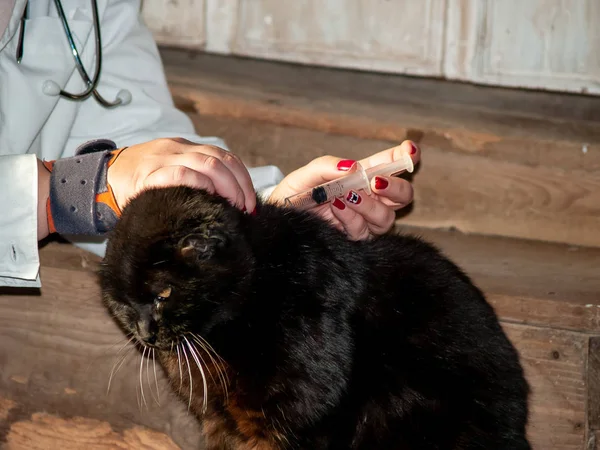 Landsbygdens Veterinär Kvinna Utför Medicinsk Kontroll Svart Perser Katt — Stockfoto