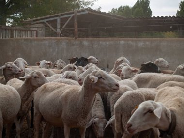 Bir çiftlik besleme üzerinde bir sürü koyun, kuzu ve rams