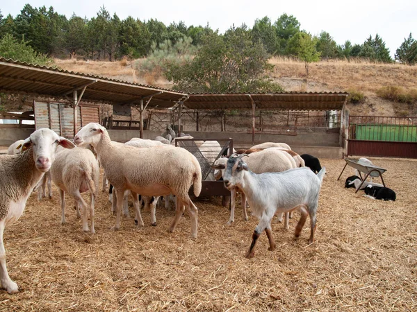 Bir çiftlik besleme üzerinde bir sürü koyun, kuzu ve rams