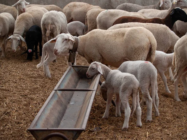 Bir çiftlik besleme üzerinde bir sürü koyun, kuzu ve rams