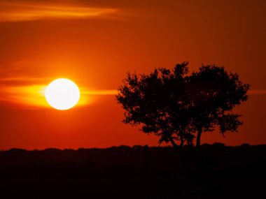 Kaç bulutlar ve dehesa ve ağaç siluet chemtrails batımında romantik turuncu gökyüzü