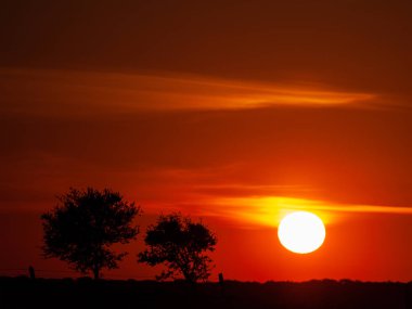 Kaç bulutlar ve dehesa ve ağaç siluet chemtrails batımında romantik turuncu gökyüzü