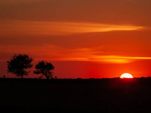 Romantic orange sky at the sunset with few clouds and chemtrails in the dehesa and tree silhouette