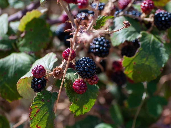 Agricultura Orgânica Amoras Pretas Maduras Imaturas Uma Amora Silvestre Verão — Fotografia de Stock