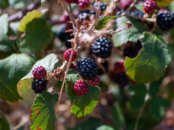 Organic agriculture: ripe and immature blackberries in a brambleberry on the summer