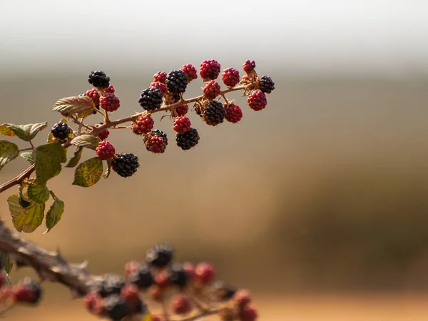 Biolandbau Reife Und Unreife Brombeeren Sommer — Stockfoto