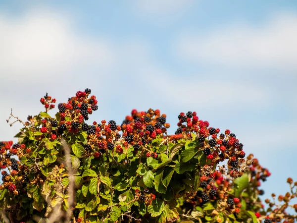 Organik Tarım: olgun ve olgunlaşmamış böğürtlen içinde bir brambleberry yaz