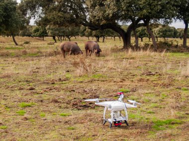 Bir dron dehesa İspanya İber domuz yanında içinde