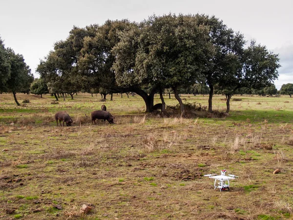 Bir dron dehesa İspanya İber domuz yanında içinde