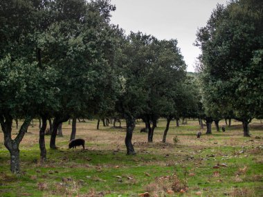 Iberian pigs grazing and eating acorns in the dehesa in Salamanca, Spain clipart
