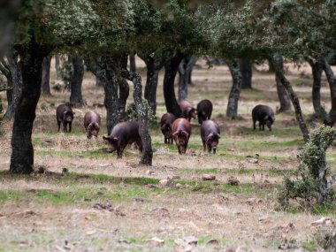 Iberian pigs grazing and eating acorns in the dehesa in Salamanca, Spain clipart