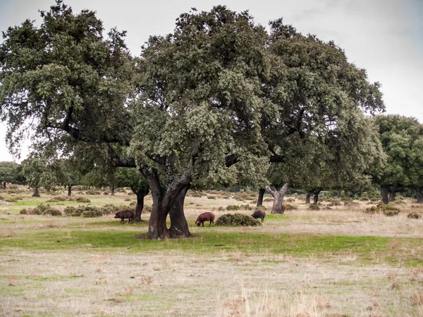 Porcs Ibériques Broutant Mangeant Des Glands Dans Dehesa Salamanque Espagne — Photo