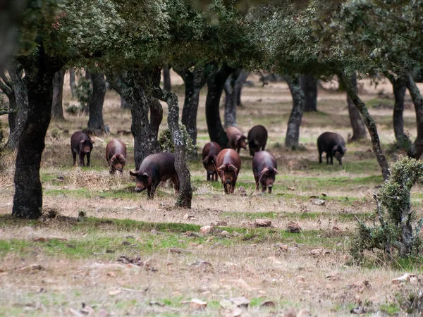 Porcs Ibériques Broutant Mangeant Des Glands Dans Dehesa Salamanque Espagne — Photo