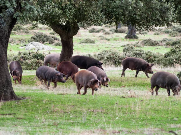 Otlatma ve meşe palamutları Salamanca, İspanya dehesa yiyerek İber domuz