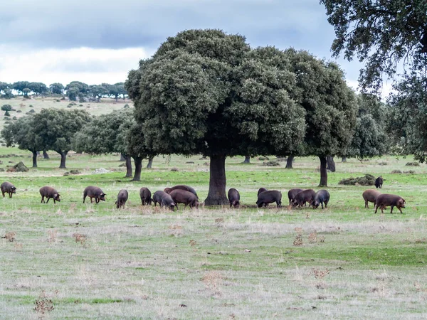 Suini Iberici Che Pascolano Mangiano Ghiande Nelle Dehesa Salamanca Spagna — Foto Stock