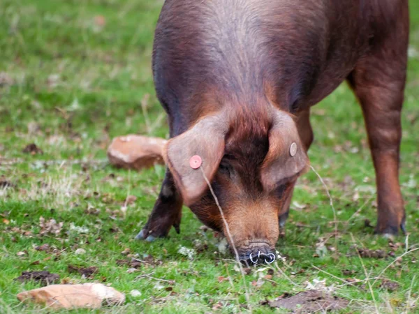 Suínos Ibéricos Pastando Comendo Bolotas Dehesa Salamanca Espanha — Fotografia de Stock