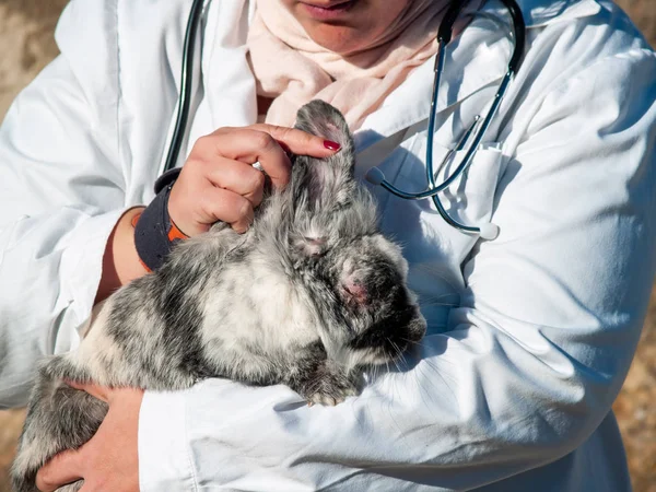 Una Veterinaria Rurale Che Effettua Controllo Medico Coniglio Campagna — Foto Stock