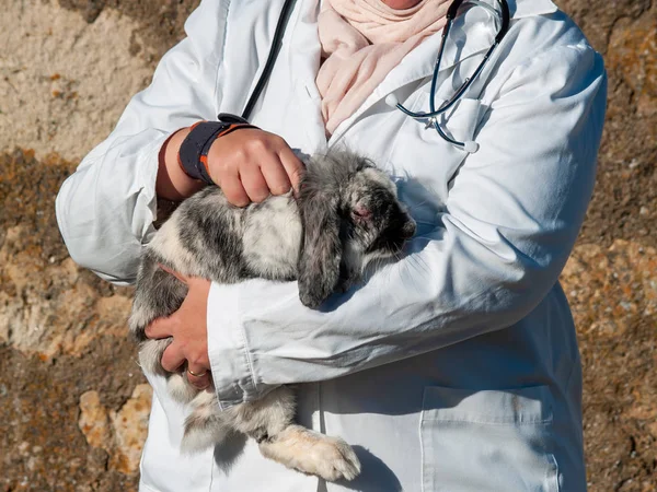 Μια Γυναίκα Αγροτικής Κτηνίατρος Εκτέλεση Ιατρικές Εξετάσεις Ένα Κουνέλι Στην — Φωτογραφία Αρχείου