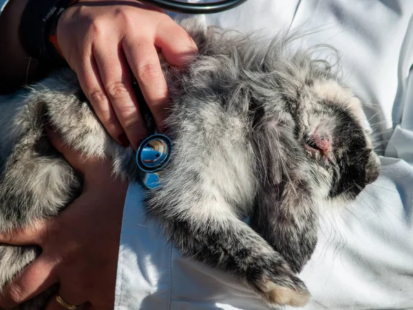 Una Veterinaria Rurale Che Effettua Controllo Medico Coniglio Campagna — Foto Stock