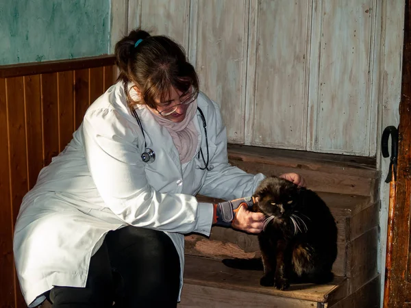 A rural veterinarian woman performing a medical check on a black persian cat