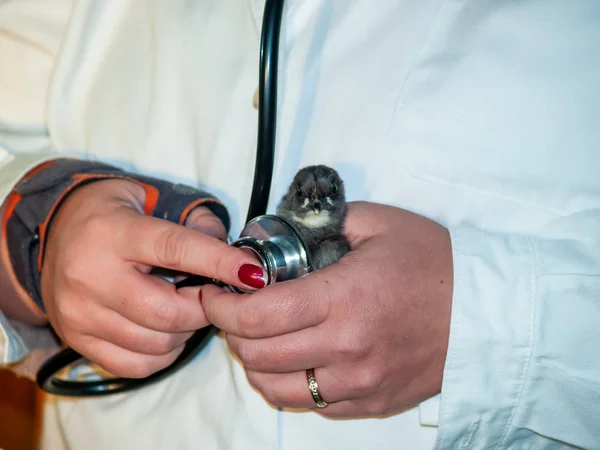 A rural veterinarian woman performing a medical check on a little new born chick