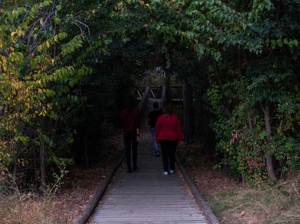 Two women and one men walking on a wooden path in a forest in autumn