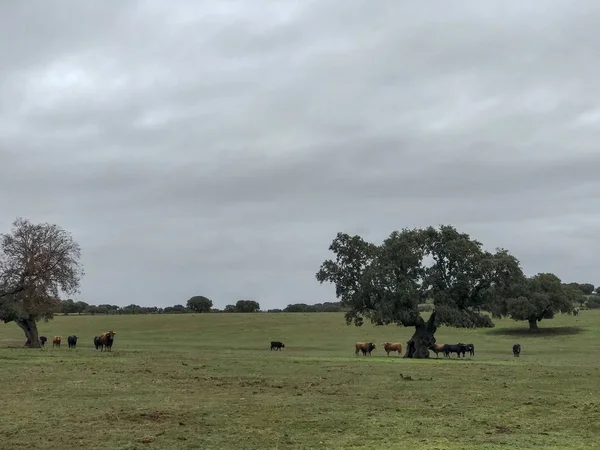 Herd Cows Grazing Spain Agriculture — Stock Photo, Image