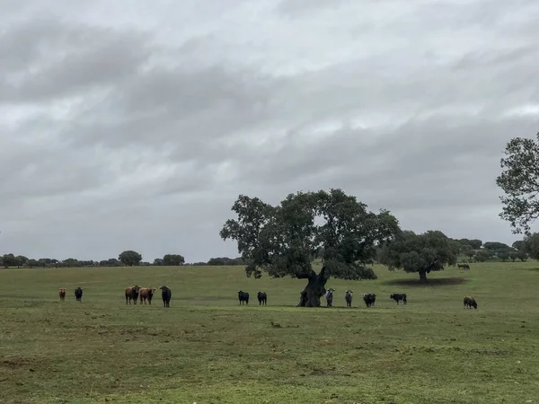 Una Manada Vacas Pastando España Agricultura — Foto de Stock