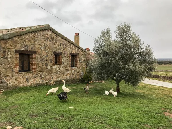 geese on farm. Agriculture, rural life