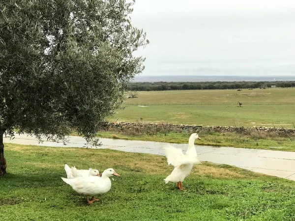 geese on farm. Agriculture, rural life