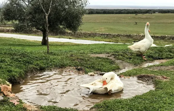 Gęsi Farmie Rolnictwo Życie Wsi — Zdjęcie stockowe