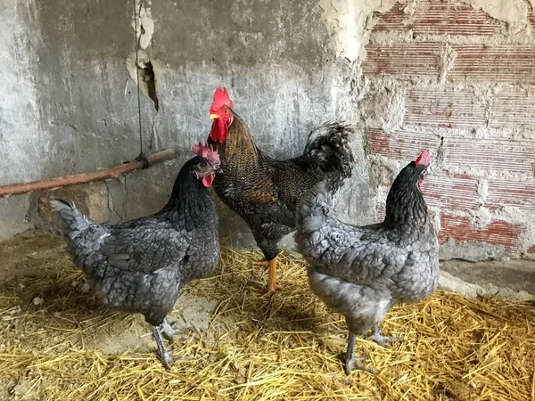 Hühner Auf Einem Bauernhof Salamanca Spanien — Stockfoto