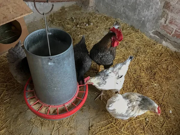 Gallinas Una Granja Salamanca España — Foto de Stock