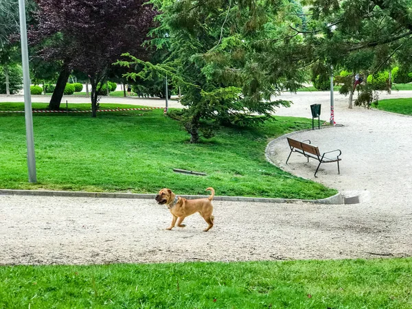 Yeşil Çim Üzerinde Komik Sevimli Köpek — Stok fotoğraf