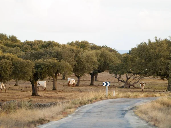 Herd Cows Grazing Spain Agriculture — Stock Photo, Image