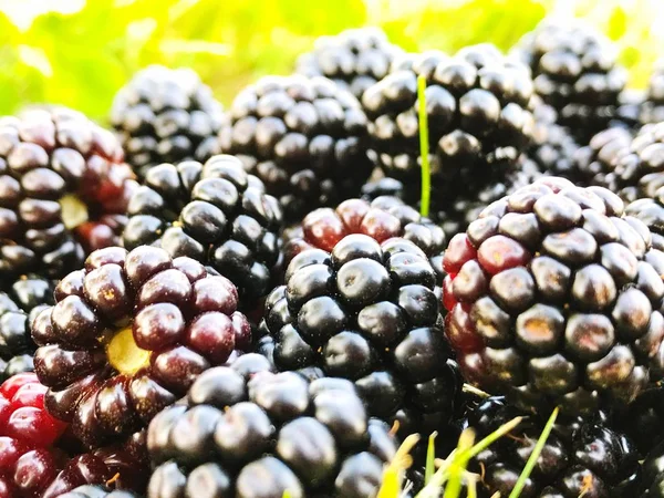 Frische Brombeeren Garten — Stockfoto