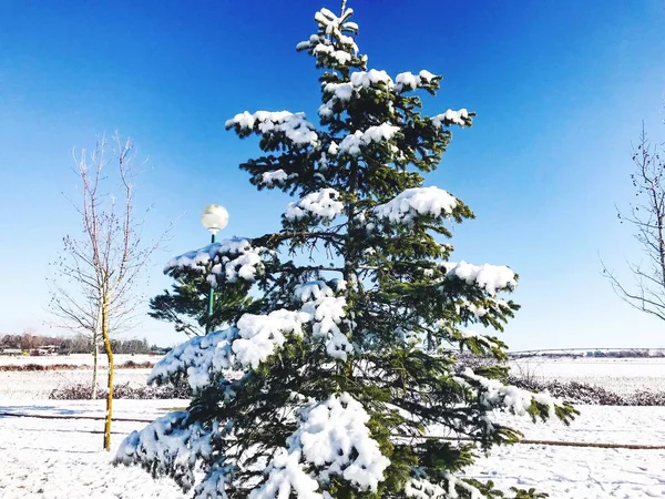 Ramas Abeto Cubiertas Nieve Día Invierno — Foto de Stock