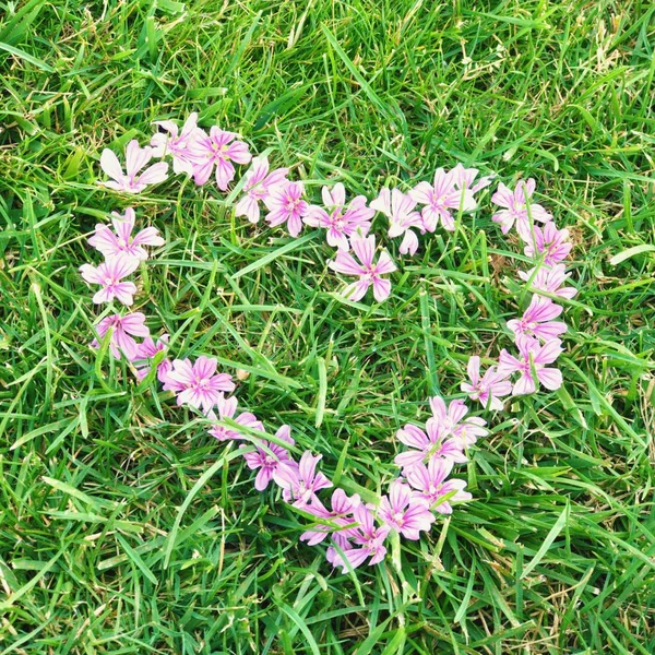 Весняні Квіти Вигляді Серця Полі Крупним Планом — стокове фото