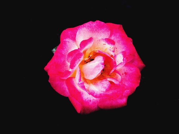 Beautiful pink rose flower close up