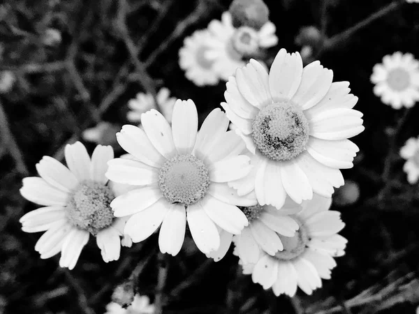 Tavaszi Wildflowers Chamomiles Területen Közelről — Stock Fotó