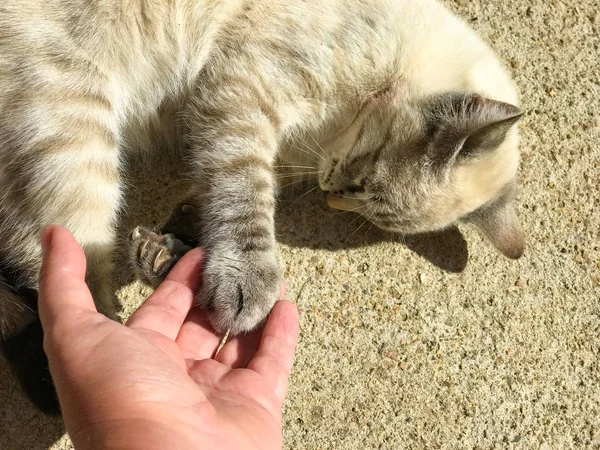 Mujer Jugando Lindo Doméstico Gato —  Fotos de Stock