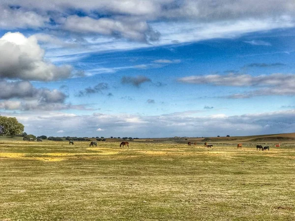 Una Manada Vacas Pastando España Agricultura — Foto de Stock